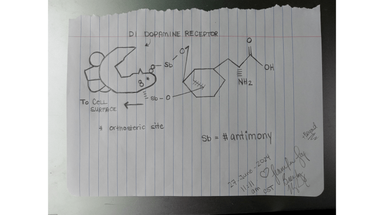 d-DOPA dextrodopa d enantiomer DOPA D1 dopamine receptor interaction inorganic Sb antimony complex II oxidation state