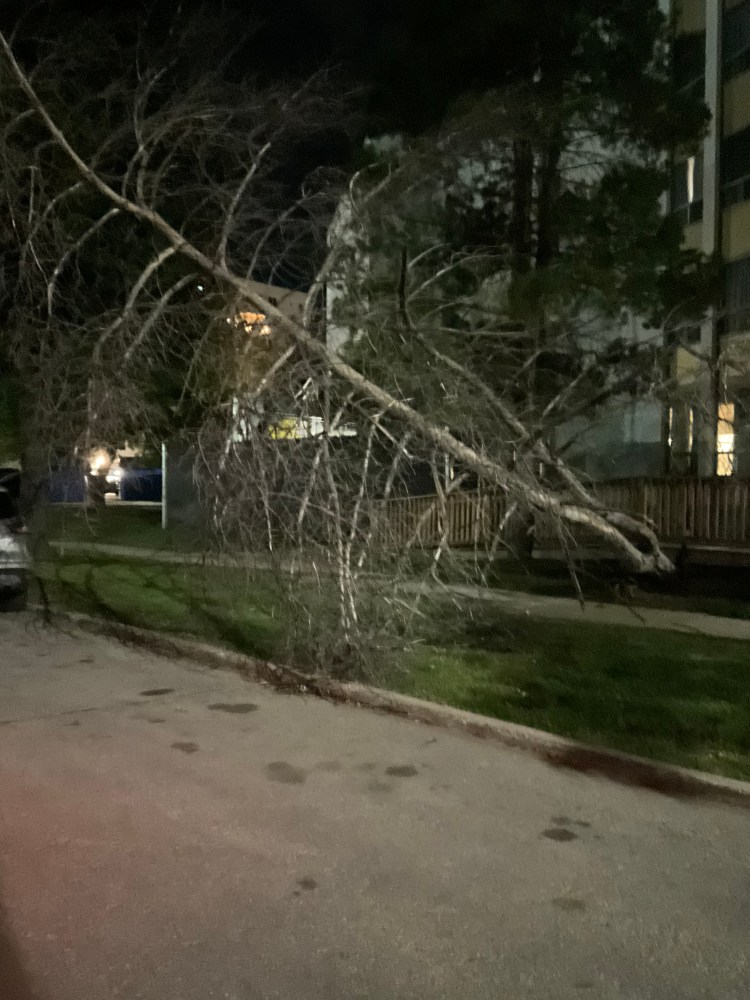 journalist journalism meterology chinook winds gusting to 91 km/h the overnight of September 29-30 2024 Sunday night to early Monday morning down tree