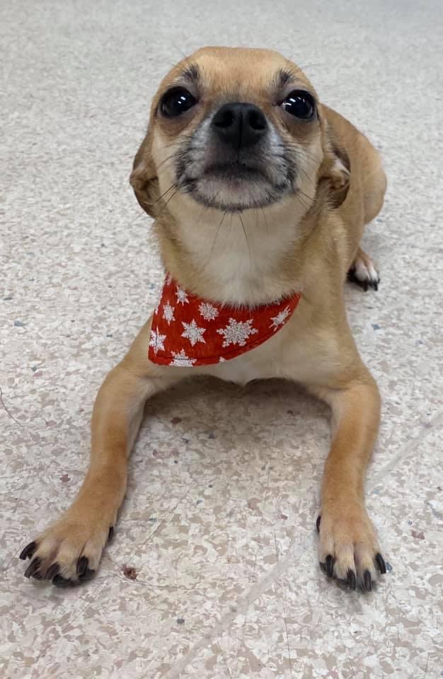 Pixie my dog chihuahua